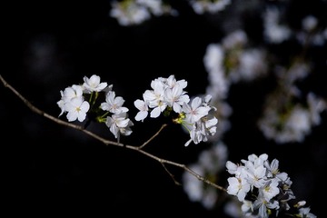 IMG_9718.jpg