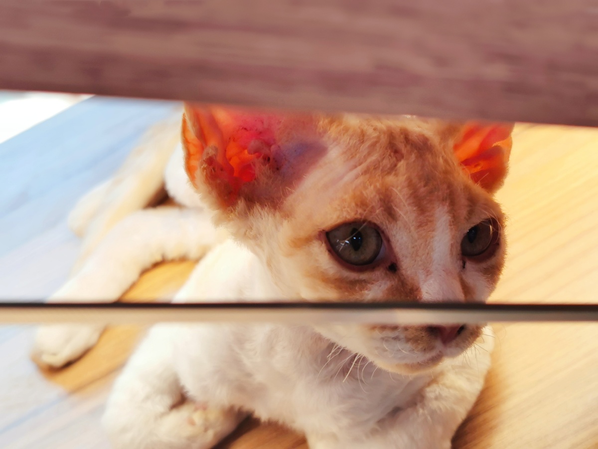 让我悄悄地看看你