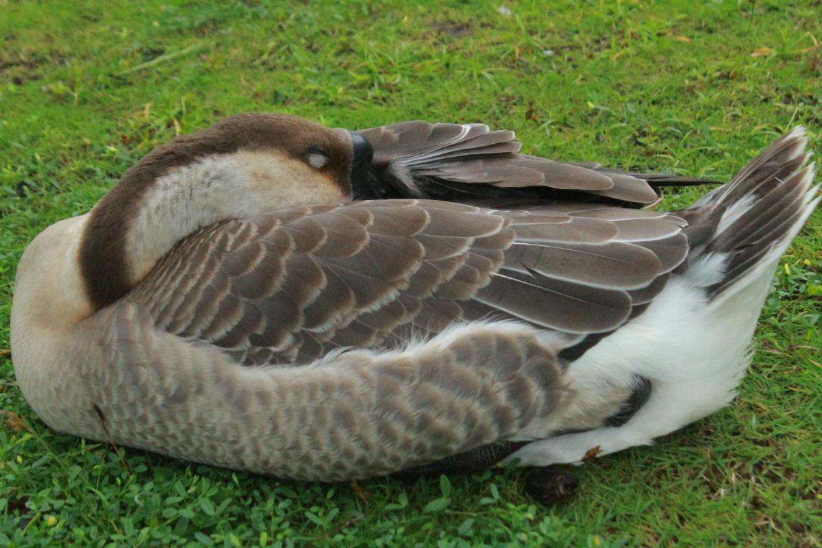 一家人鸭睡觉觉鸭