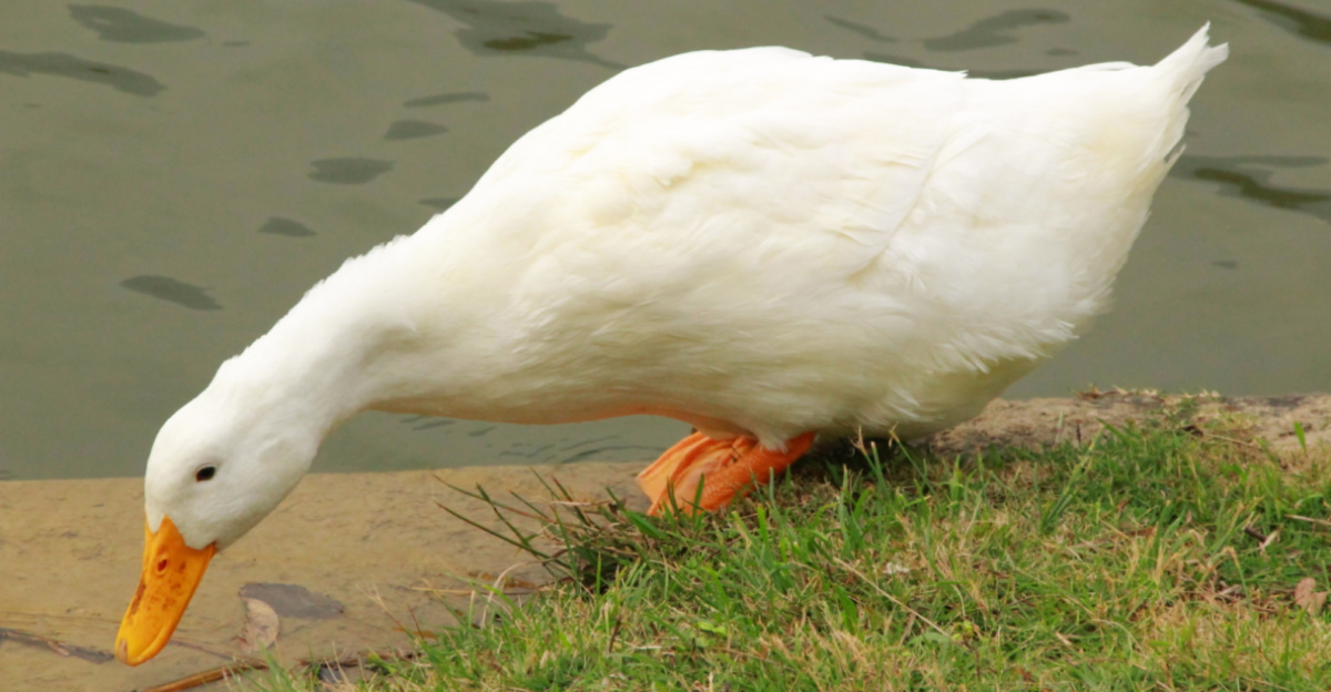 秋天来了鸭子肥了