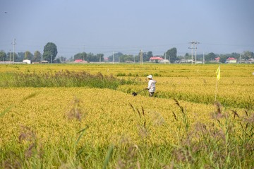 色行