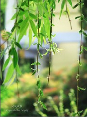 青柳