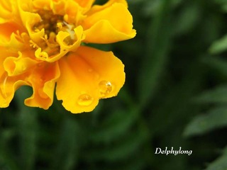 夏之野菊