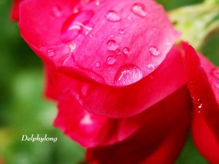 雨后小品之二
