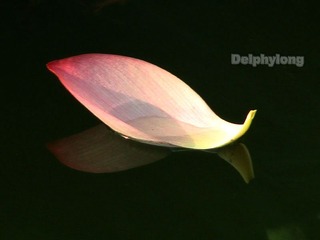 花船