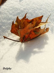 雪中枯