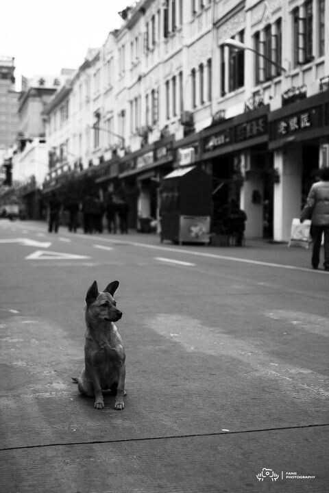 一只狗在马路中间等主人<br />
