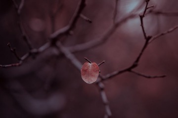 IMG_9900.jpg