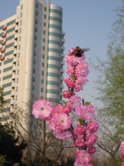 红粉lady