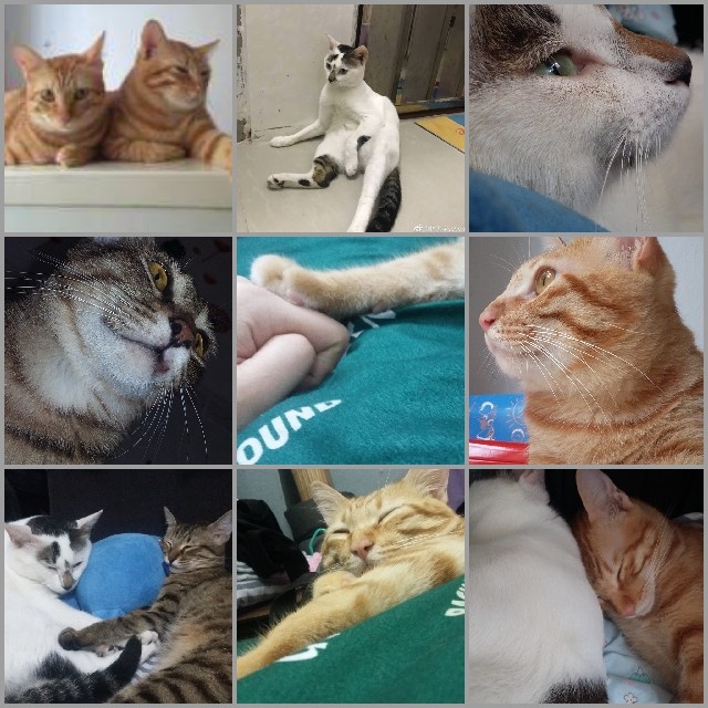 宠物猫感冒有什么症状,猫感冒死主人最好带猫去宠物医院就医
