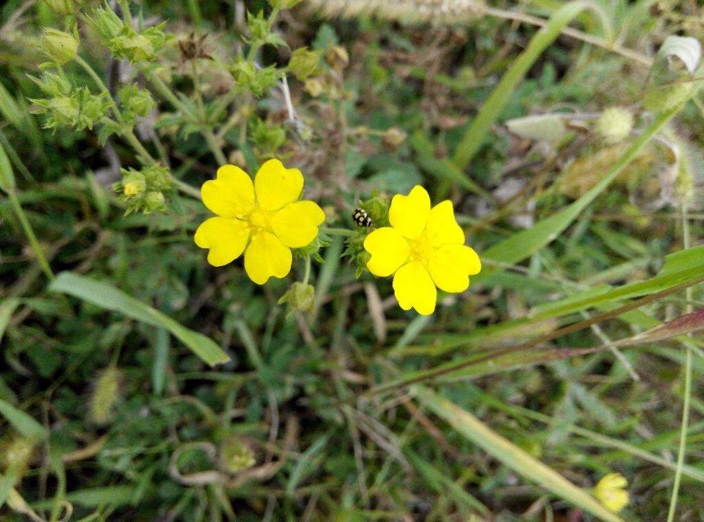 随拍，恋花的小虫