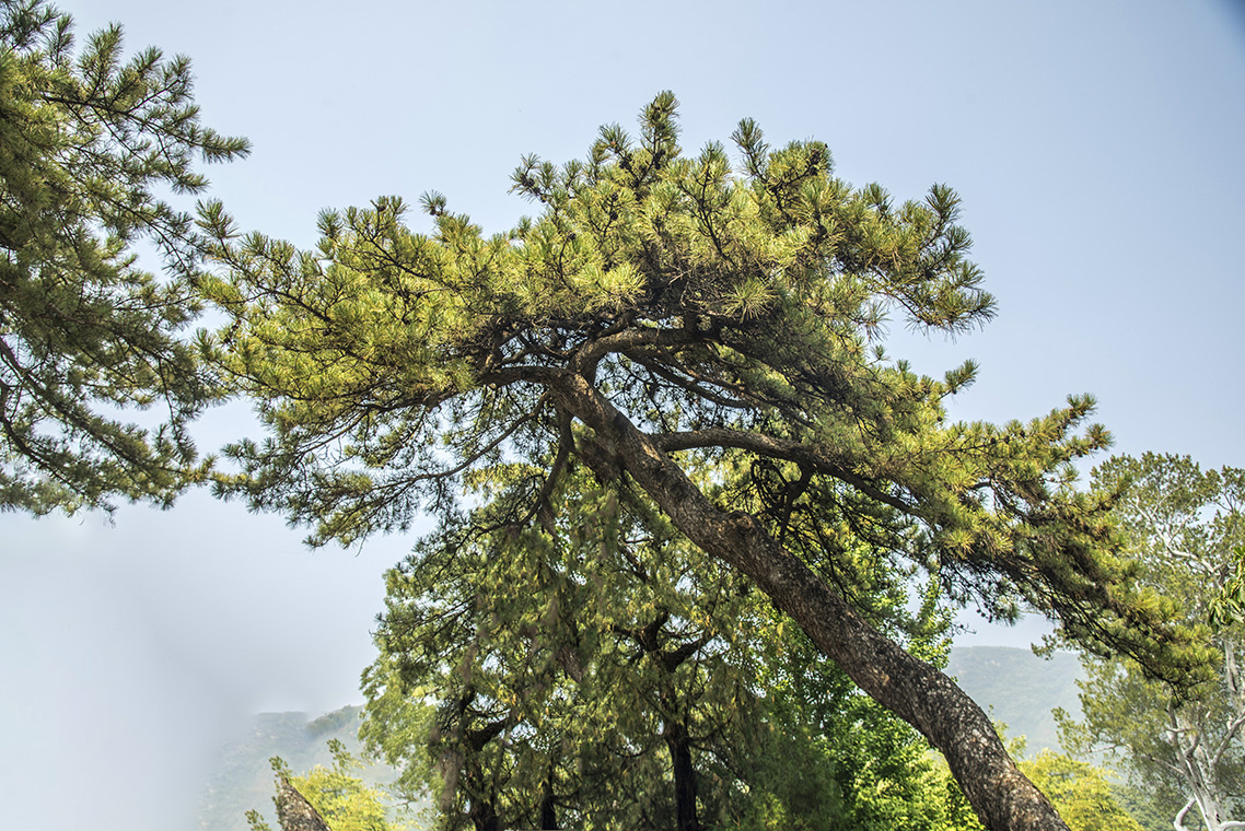 潭柘寺的松