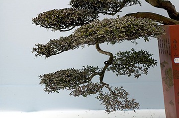 18003
