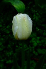 1000016298