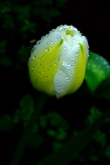 1000016294