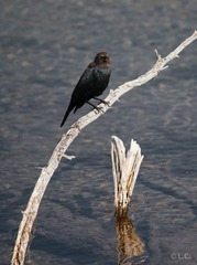 缩小2YELLOWSTONE 2012-9 8708.jpg
