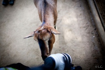 ATLZOO20121007-IMG_9945.jpg