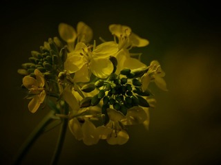 桂家湖5