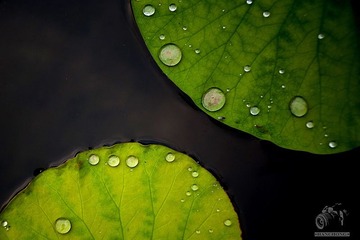 夏雨荷