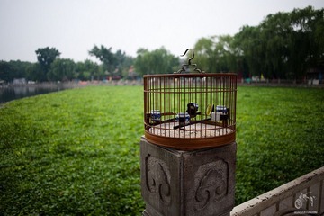 后海的鸟