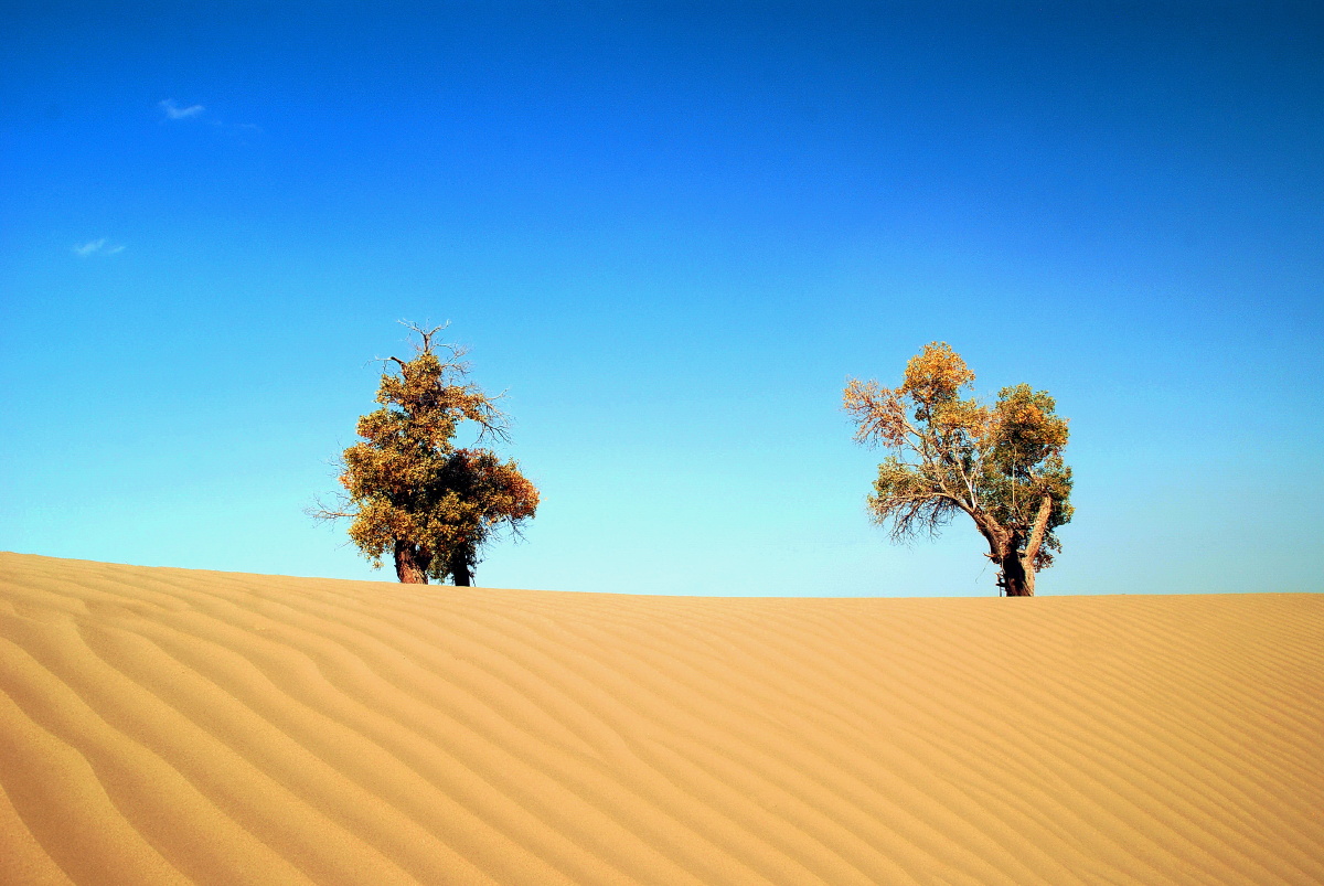 新疆沙漠胡杨