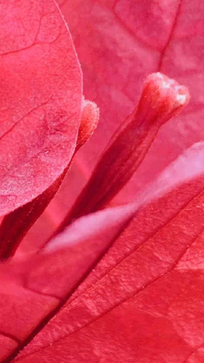 一抹幽红心系远方一缕淡雅曲词言人