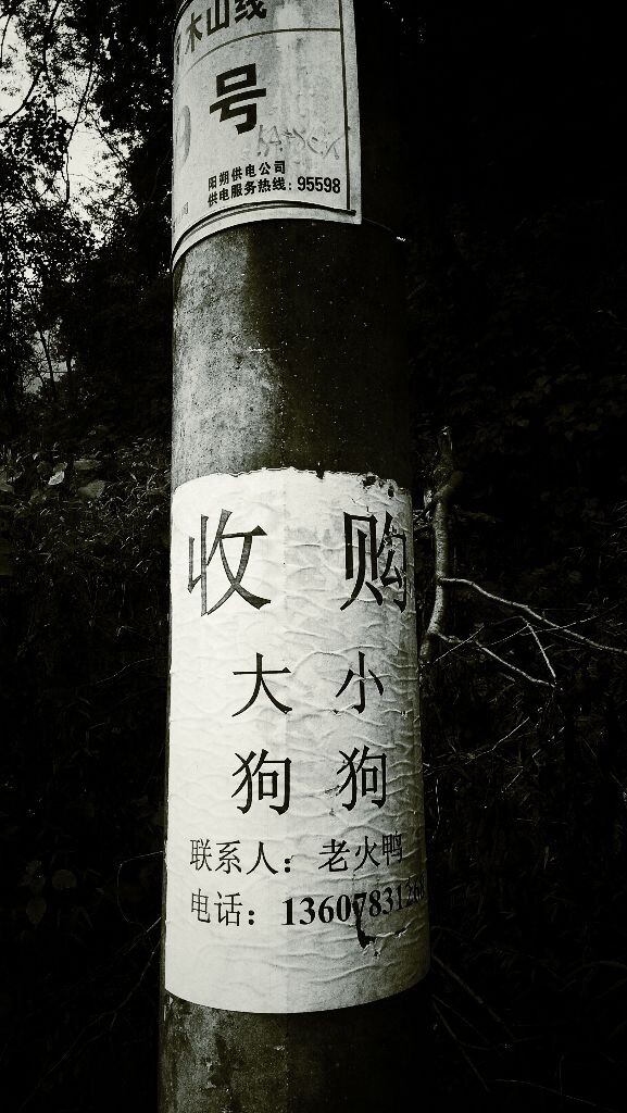 狗和鸭子的关系