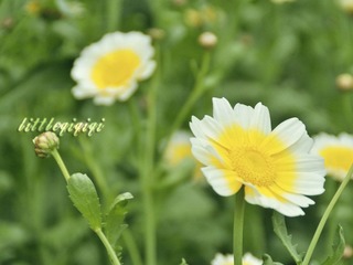 _DSC0277