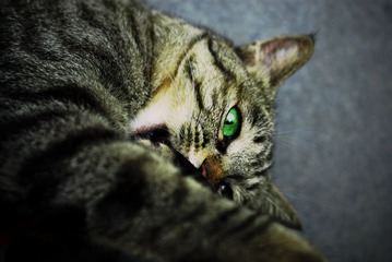 猫_小不点