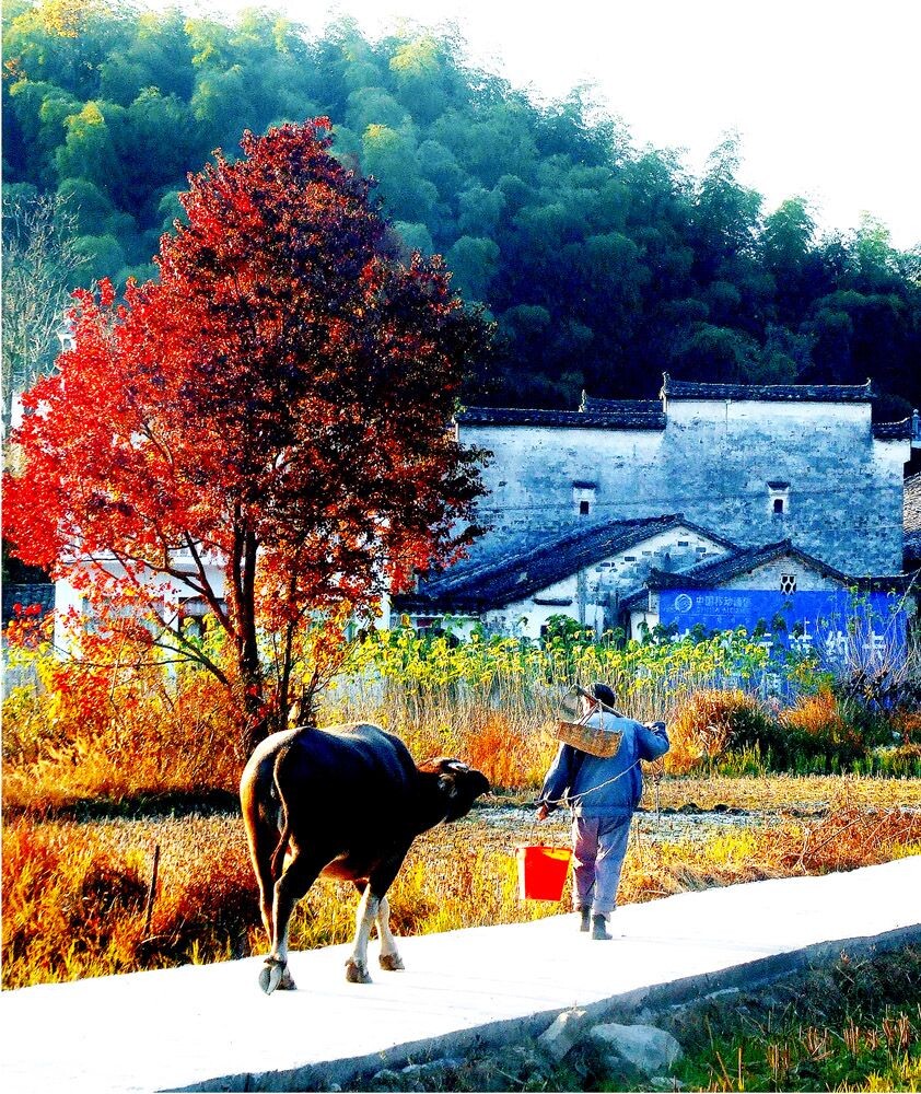 山村秋色,小米2S,2013年11月拍于安徽省黟县塔川.