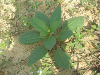 DSCN1610.JPG