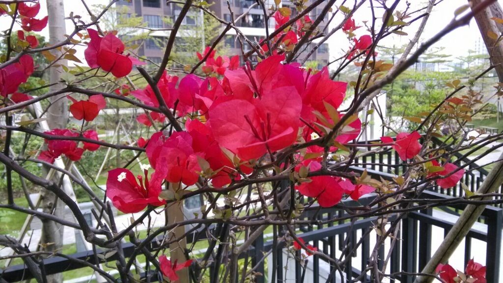 小区的风光