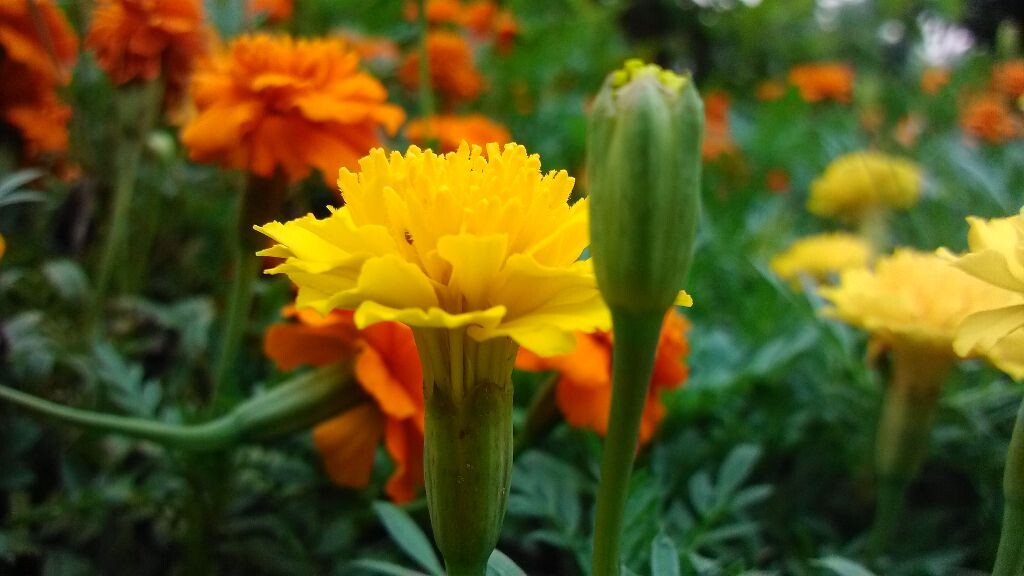 公园菊花