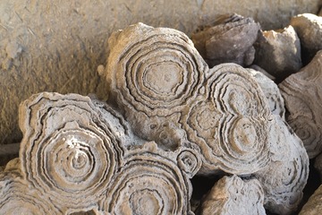 L1000194