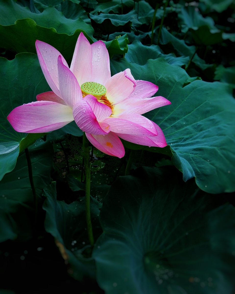 飘萍国度手机随拍