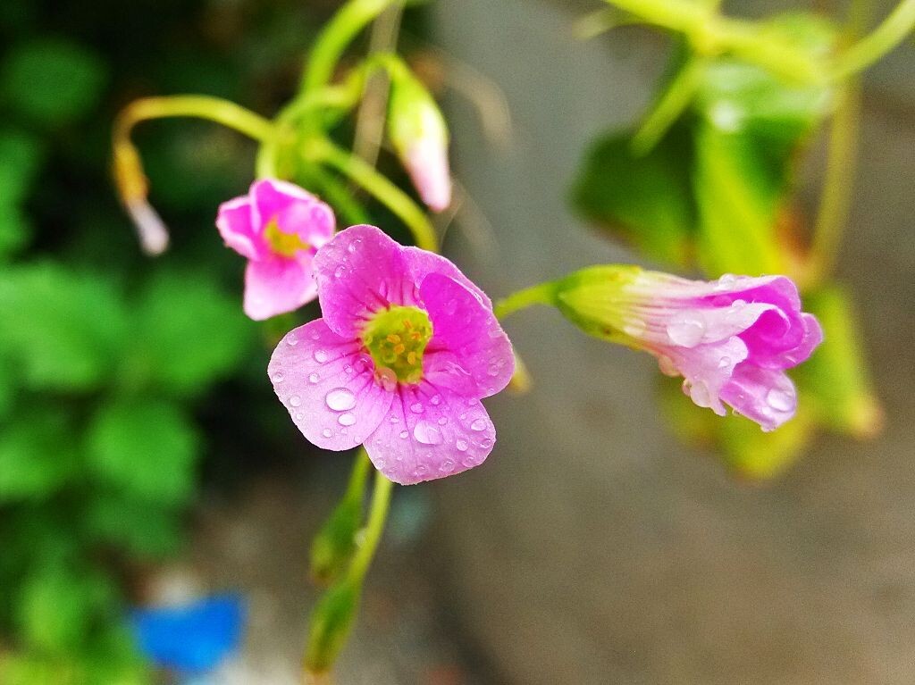 雨后的三叶草