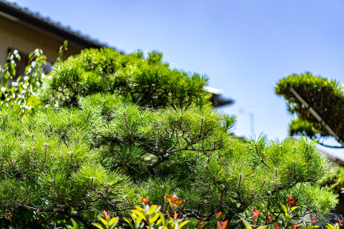 伏见稲荷大社99稲荷山99日常