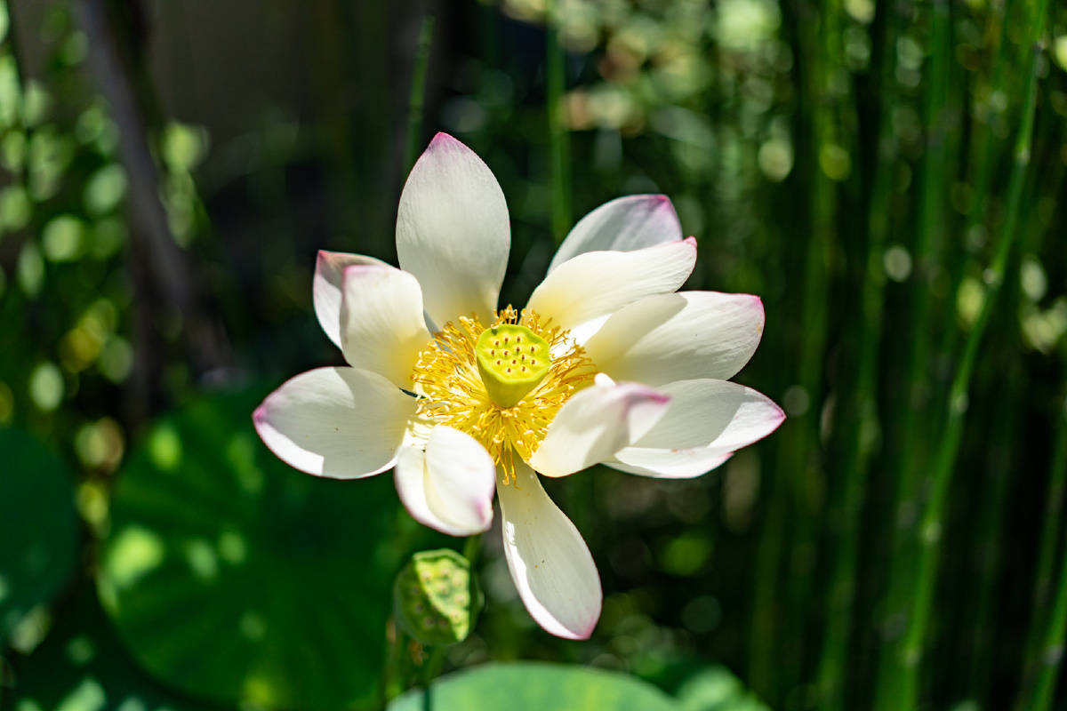 伏见稲荷大社99稲荷山99日常