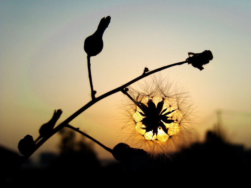 结出一个夕阳