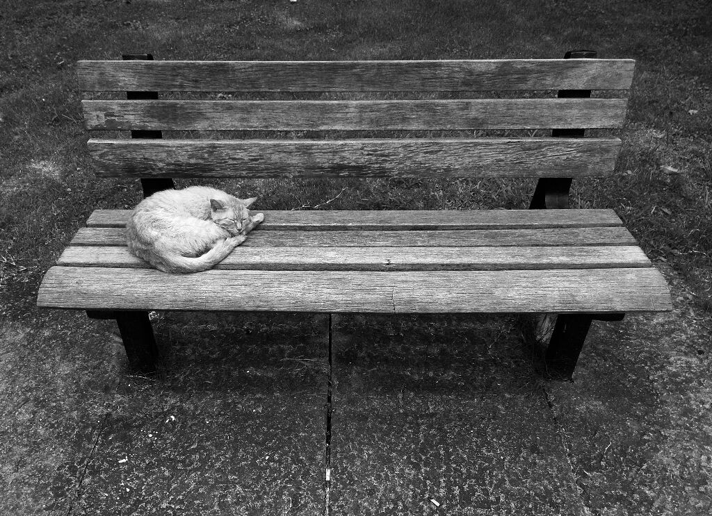 长椅上的猫