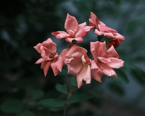 4F556EB5-E757-4CAF-9002-7F313F8BE8A9/L0/001