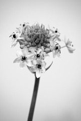 _IGP5736-bw.jpg