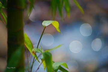 IMGP7392-t-800