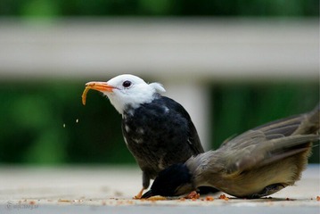 抢食喽！