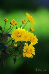 菊影