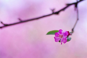 一枝独秀