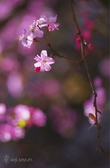 花影