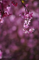 花影