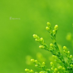 触角