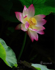 荷